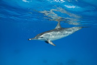 Spinner Dolphin (Stenella longirostris) swims in the blue water reflecting off the surface