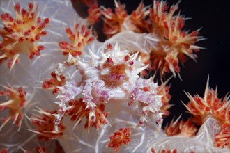 Soft coral spider crab (Hoplophrys oatesii)
