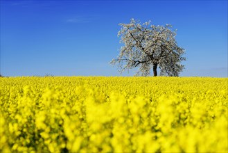 Rapeseed fields and blossoming cherry trees near Stucht