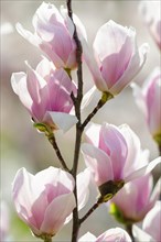 Flowers of Chinese Magnolia (Magnolia x soulangeana)