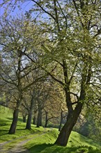 Nut tree alley in spring at Tratzberg Castle