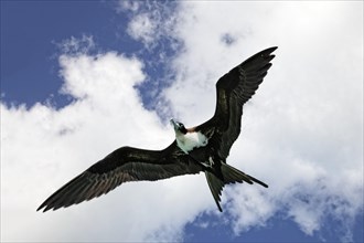 Magnificent frigatebird (Fregata magnificens) in flight