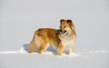 Islanddog (Canis lupus familiaris) runs in snow
