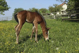Six day old foal