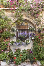 Many colorful flowers on a house wall in the courtyard