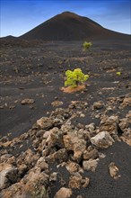 Canary Island pines (Pinus canariensis) in black lava sand