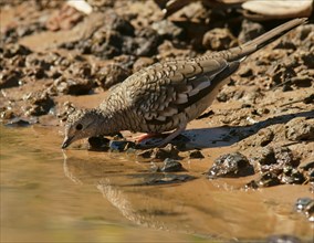 Scaled dove (Scardafella squammata)