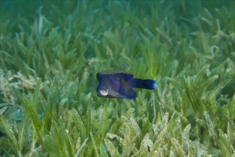 Baby Bluetail Trunkfish (Ostracion cyanurus) swims in the green sea grass