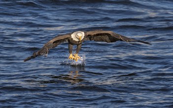 Bald eagle (Haliaeetus leucocephalus) hunting fish at Mississippi River