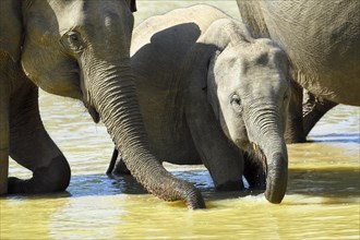 Sri Lankan elephants (Elephas maximus maximus) in the water while drinking