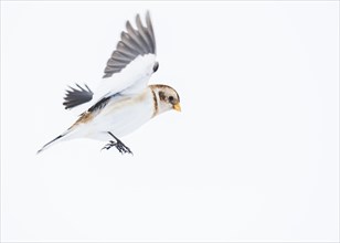 Snow bunting (Plectrophenax nivalis) in flight