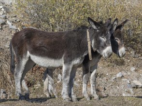 Two donkey (Equus asinus asinus)