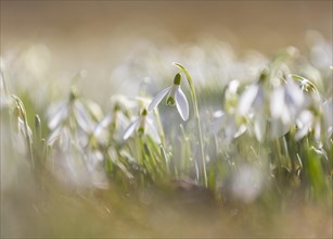 Snowdrop (Galanthus)