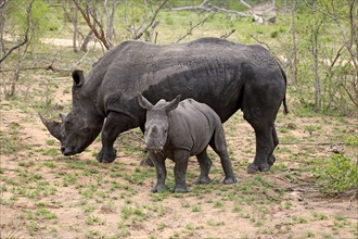 White rhinoceroses (Ceratotherium simum)