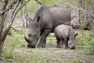 White rhinoceroses (Ceratotherium simum)