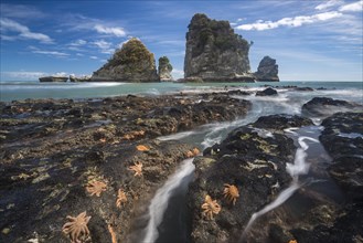 Starfishes on rocky coast
