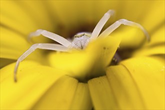Goldenrod crab spider (Misumena vatia) in lurking position on yellow flower