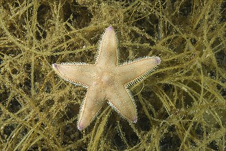 Sand Star (Astropecten platyacanthus) on algae