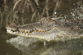 Saltwater crocodile (Crocodylus porosus) in a river