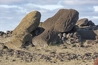 Moai bodies