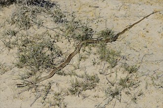 Mousehole snake (Philodryas trilineata)