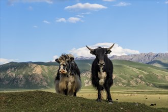 Two Yaks (Bos grunniens) in front of the mountains