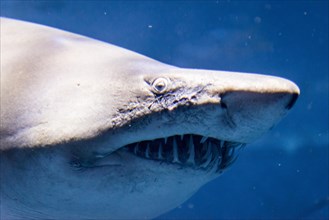 Oceanic whitetip shark (Carcharhinus longimanus)