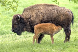American bisons (Bison bison)