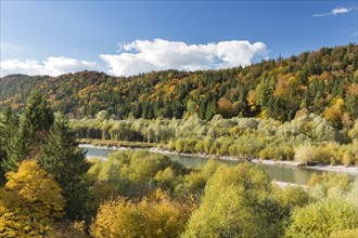 The river Lech with autumnal forest near the Ziegelwiesen