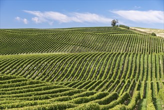 Vineyards