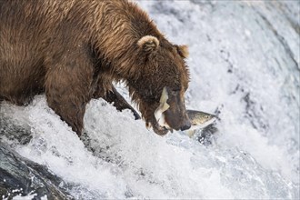 Brown bear (Ursus Arctos) salmon fishing at Rapids