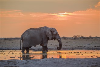 African elephant (Loxodonta africana) drinks at sunset at a waterhole