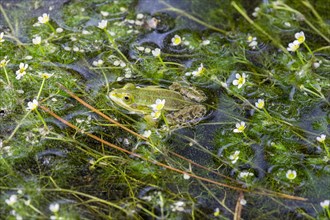 Green frog (Rana esculenta) between flowering aquatic plants