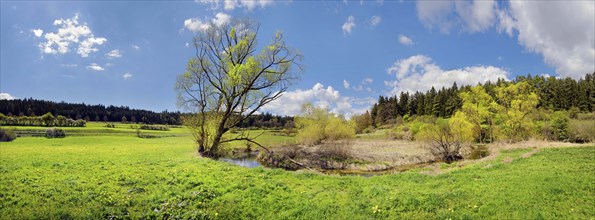 Spring at the idyllic brook and biotope Morsbach