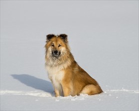 Islanddog (Canis lupus familiaris) sits in the snow