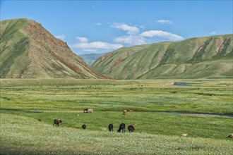Sheep herd grazing along a mountain river