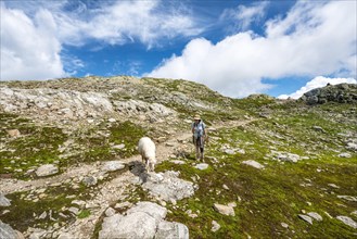Sheep and hiker on the hiking trail