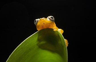 Poison dart frog (Boophis pyrrhus)