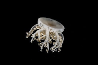 Upside-down jellyfish (Cassiopea andromeda) in the night
