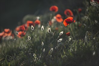 Corn poppy (Papaver rhoeas) and hares tail grass (Lagurus ovatus) against the light