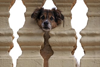 Little dog pokes head through balustrade