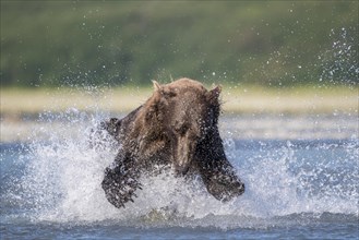Brown bear (Ursus Arctos) runs in water