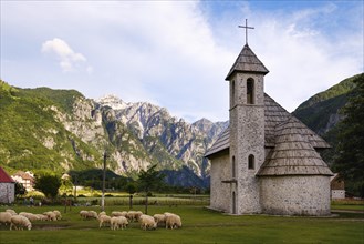 Flock of sheep and Catholic Church in Theth
