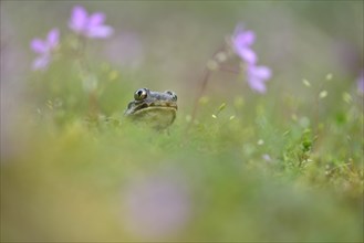 Common spadefoot (Pelobates fuscus) sits in meadow between flowers