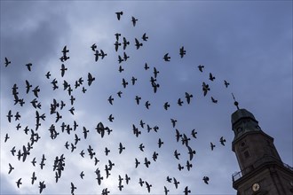 Silhouettes of flying city Doves (Columbidae) at rain sky