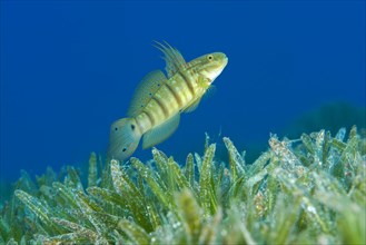 Buttefly goby (Amblygobius albimaculatus) protects nest built in the seagrass