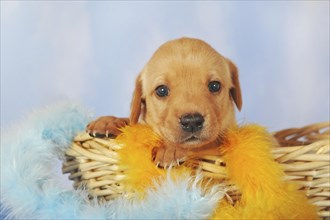 Labrador Retriever