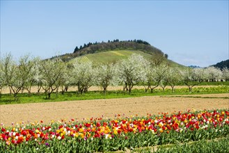 Tulip field and flowering fruit trees