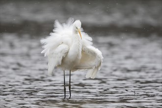 Great egret (Ardea alba) shakes feathers