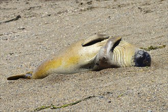 Southern elephant seal (Mirounga leonina)